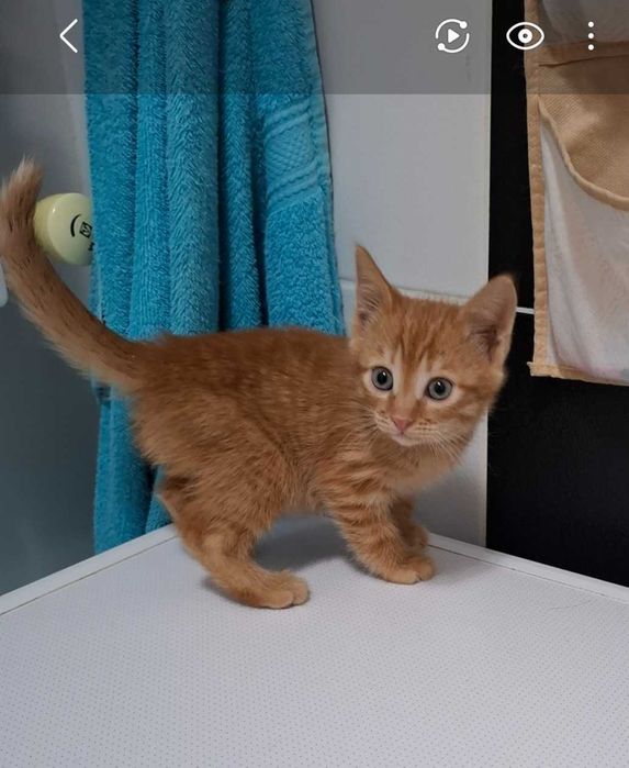 Отдам в добрые руки котенка, мальчик