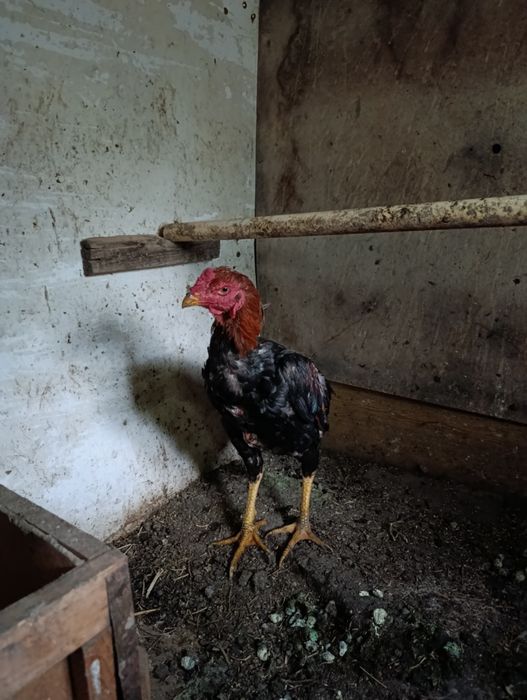 Продам Дакан Август