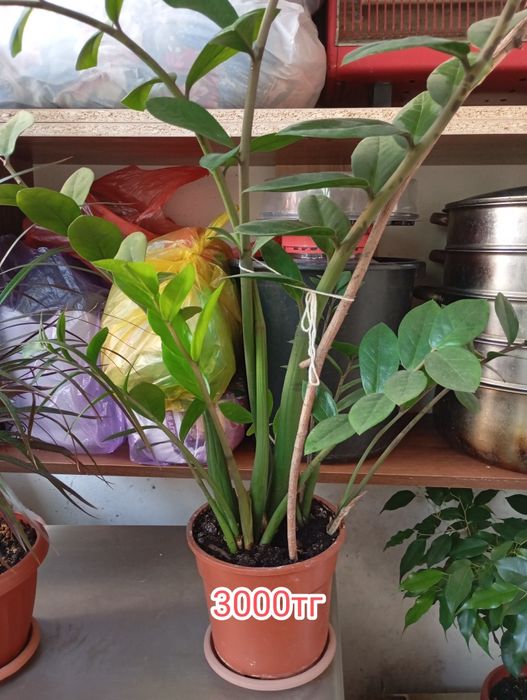 Цветы комнатные разные