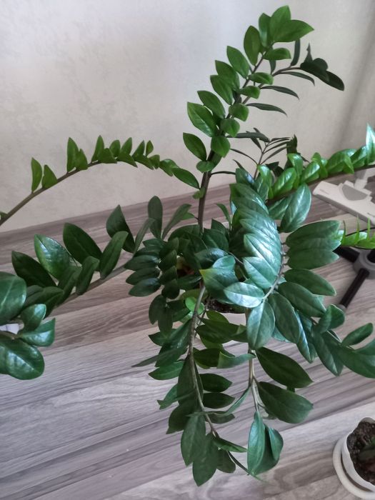 Продам замиакулькас (долларовое дерево)