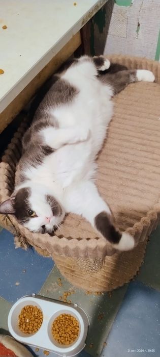 Принц ищет дом!!!