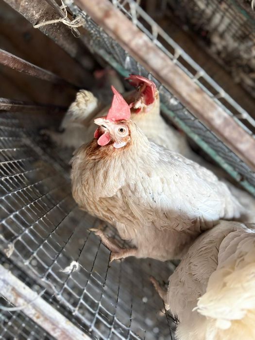 Куры несушки коралл ник