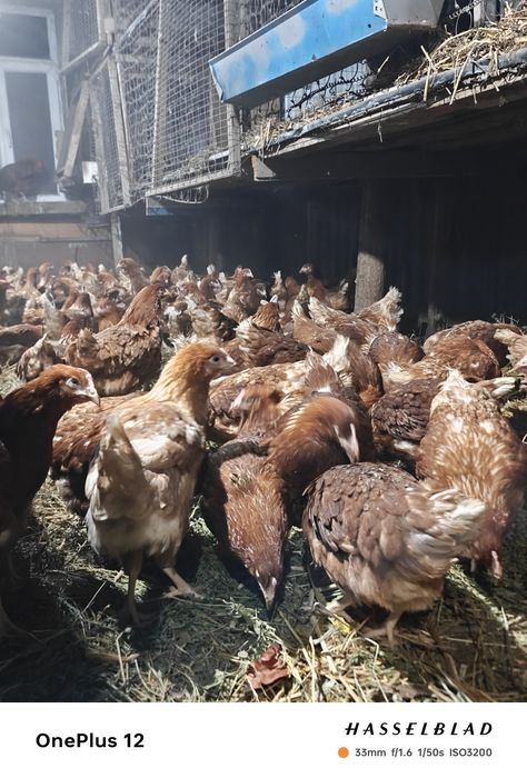 Куры ломан брауны