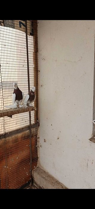 Продам голубей капканы