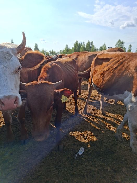 Продам 2х бычков.