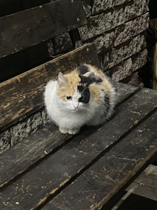 Кошка годовалая