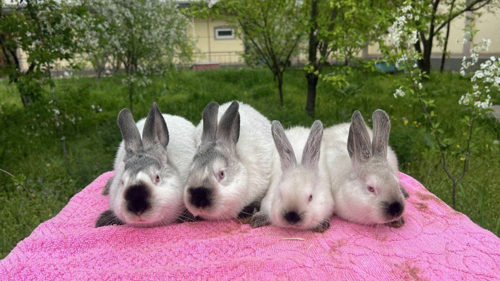 Kalif Kaliforniya qoshli Калифорния калиф кошли  кролик quy