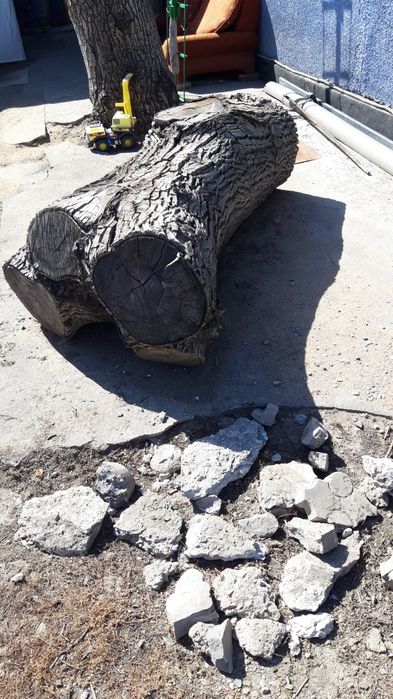 Сухой ствол грецкого ореха на мебель .