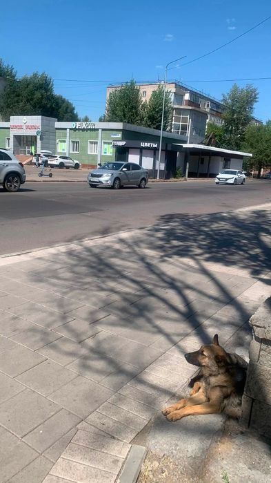 Собака на улице. Может хозяин ищет.
