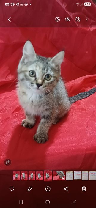 Котенок девочка 2 мес