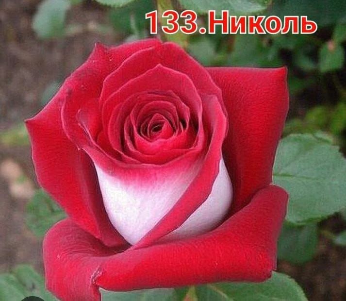 Продаётся саженцы цветов