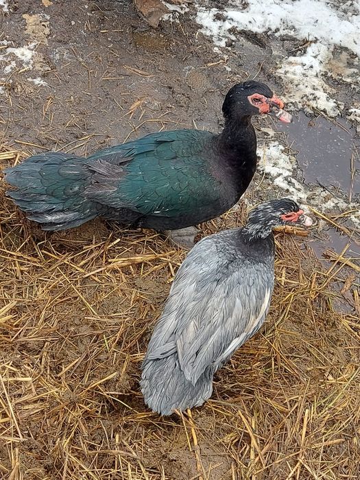 Vând pereche de rate