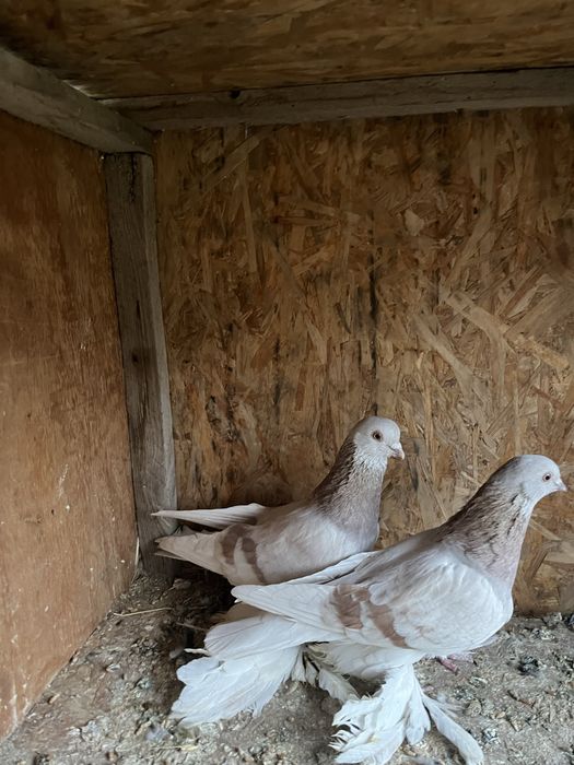 Голуби Сирень 15000