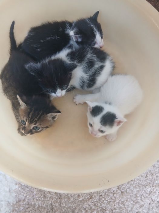 Donez gratis pui de pisici