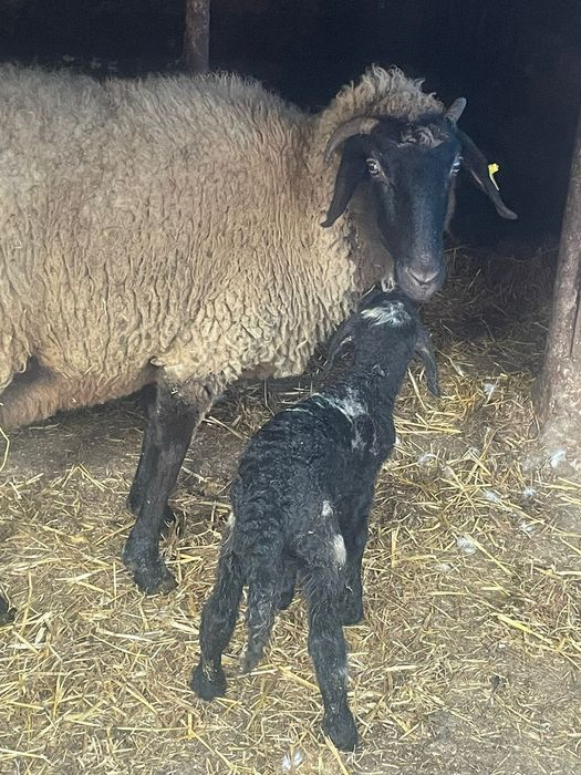 Vând oi carabasa cu cap negru de Teleorman