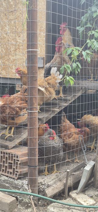 Cocoșii de casă tineri ,tăiați și vii