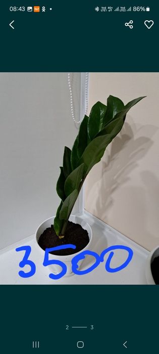 Замиокулькас Пирамида