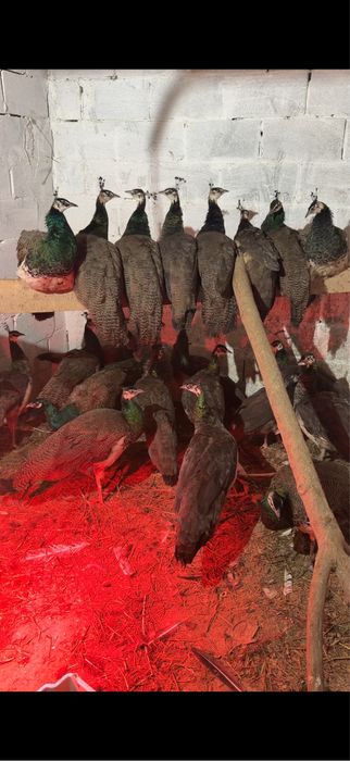 Продам павлинов недорого павлины