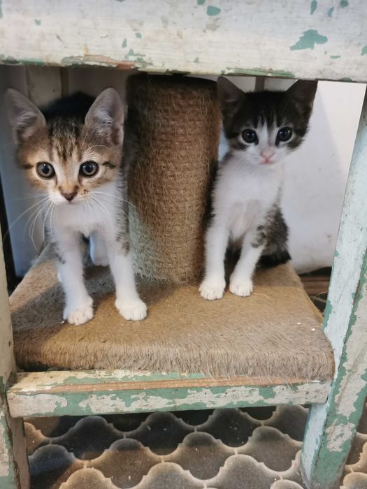 Ofer pentru adoptie pisoi
