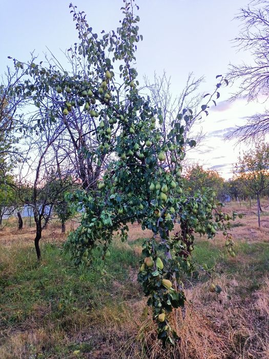 Pere pentru suc.