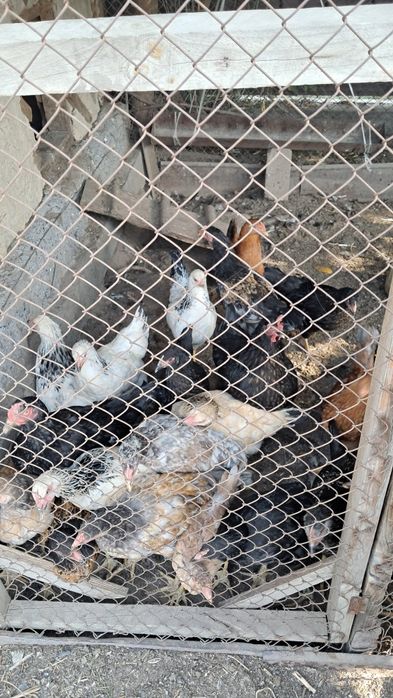 Продам  цыплят д