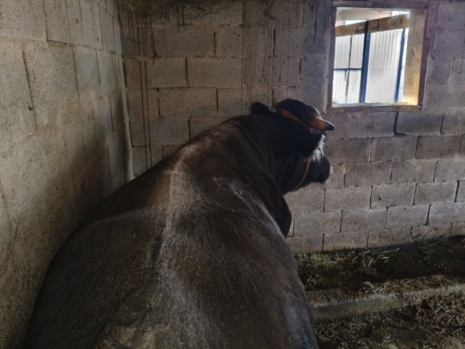 Продаю Быка через веса