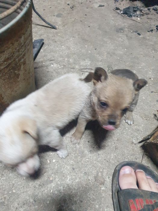 Donez catei talie mica