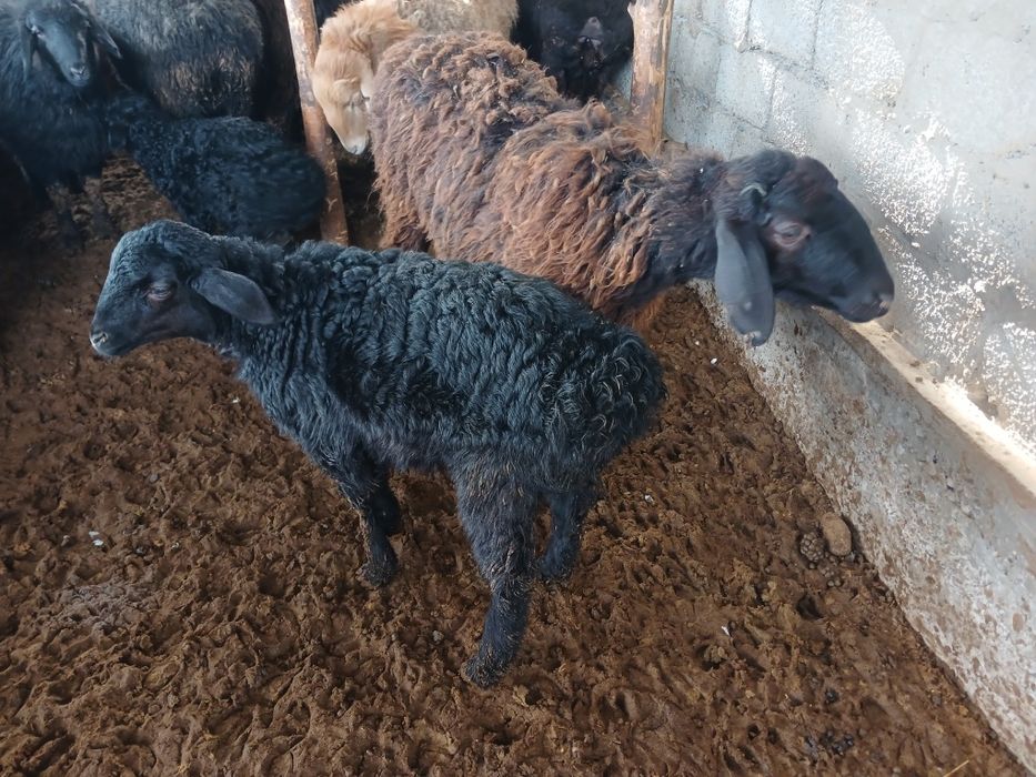 ҚозылыҚойларрррр