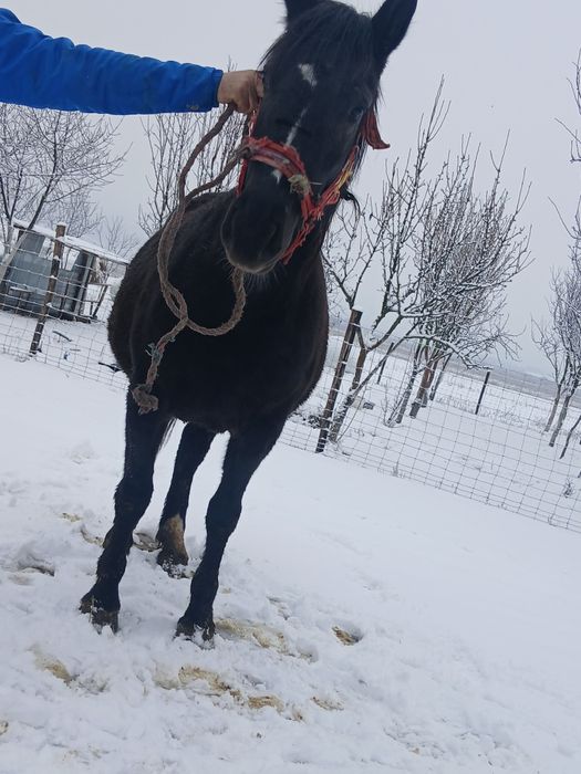 Vând manză de 3 ani,culoare neagră, gestantă