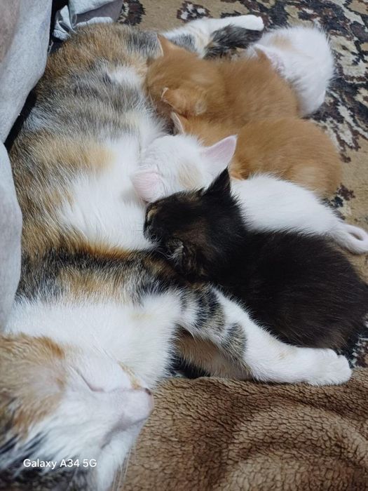 Кошка с котятами ищут дом