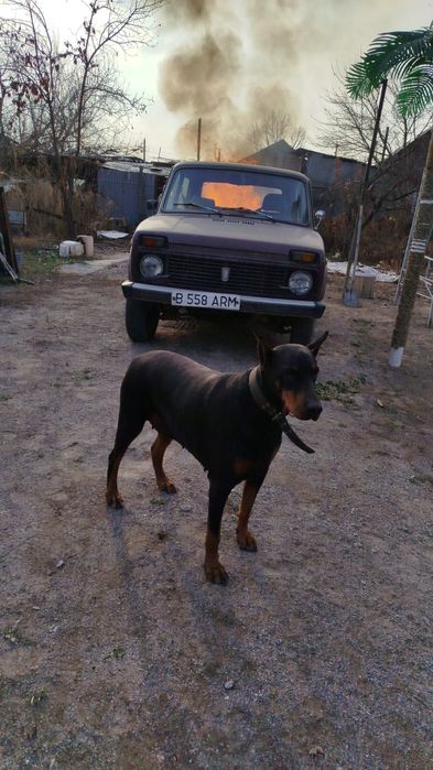 Нива 1987 года выпуска