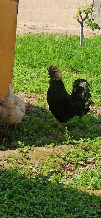 Обмен. Соглом хурузлар