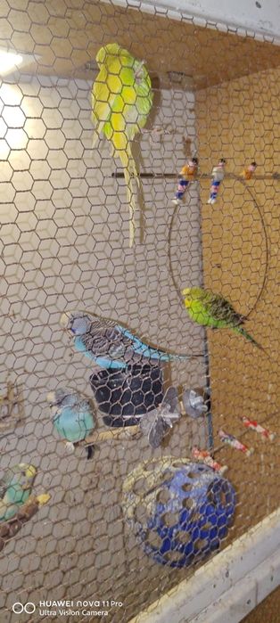 Вълнисти папагалчета