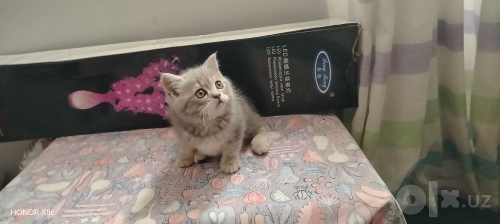 Породы сне кошка