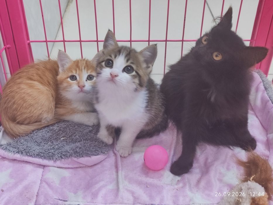 Отдам котят в добрые руки
