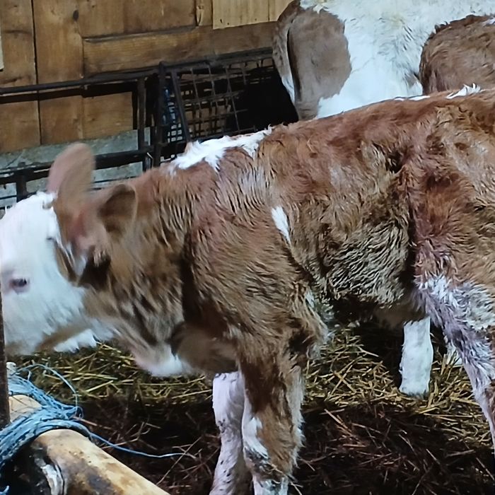 Vitei baltata românească