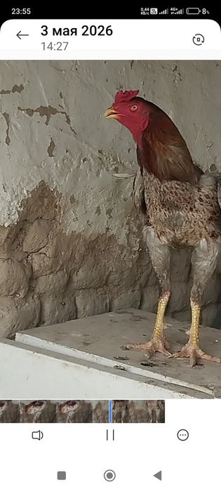 Сатлады срочнааа