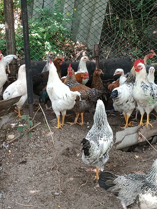 Продам курочек молодок и петушкков