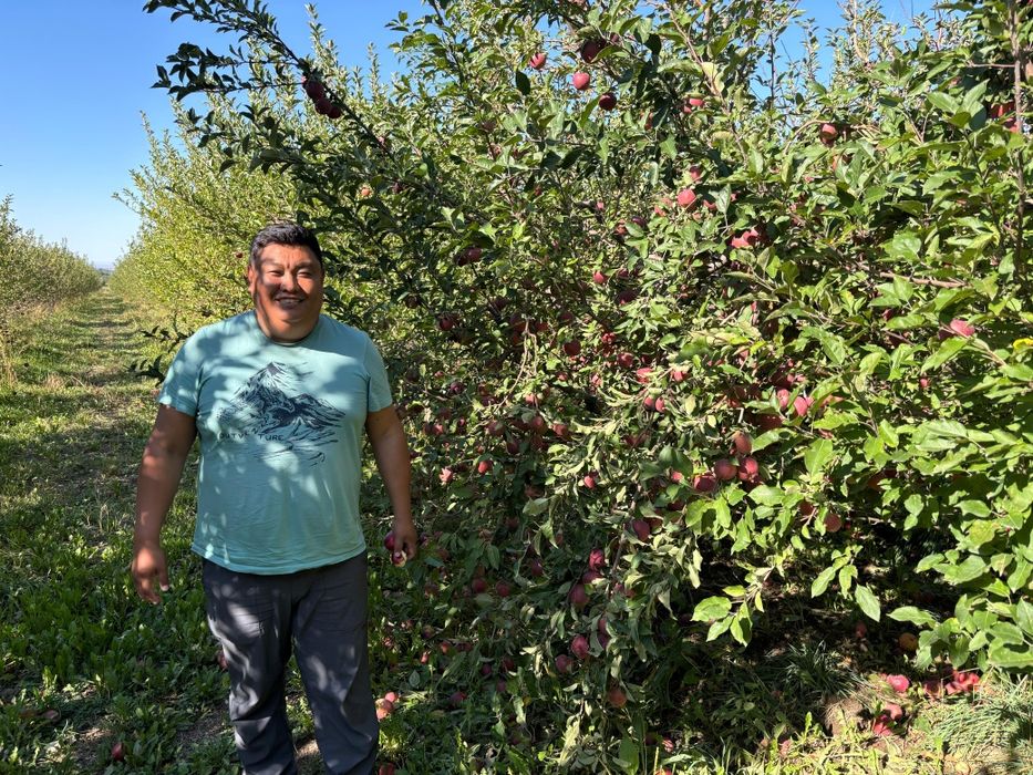 Яблони 7летки Мельба,американка ред кап уралочка