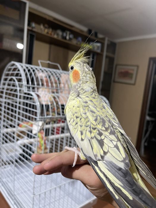 2 попугая обученные