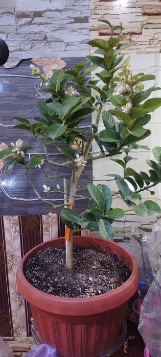 Плодоносящий лимон