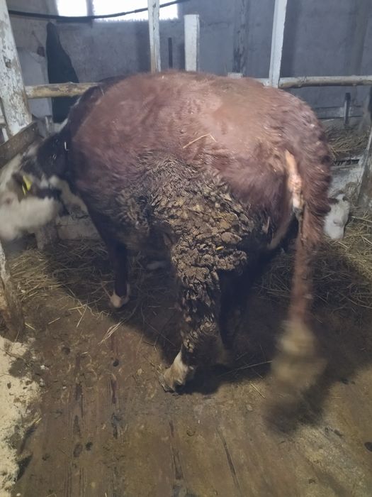 Продам телку акбас