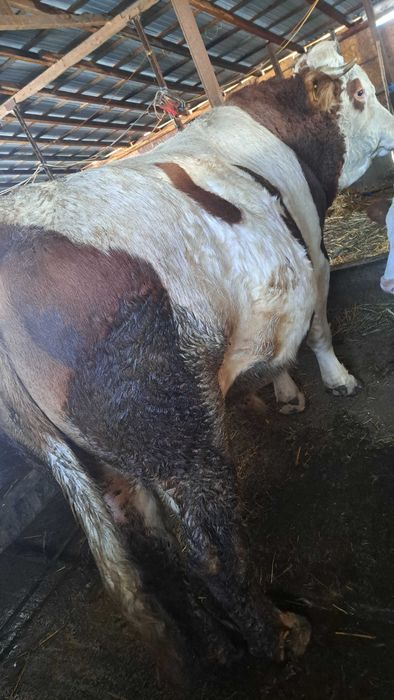 Se vinde junica cu vitel taur si un vitel de 8 luni