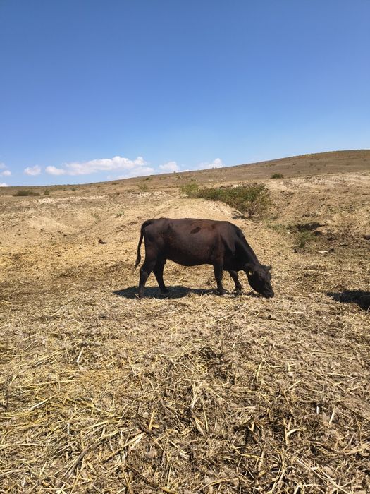 Vand 10 vaci angus ,8 sunt cu vitei