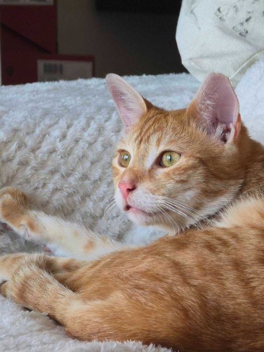 Коте Лъчко отново търси дом