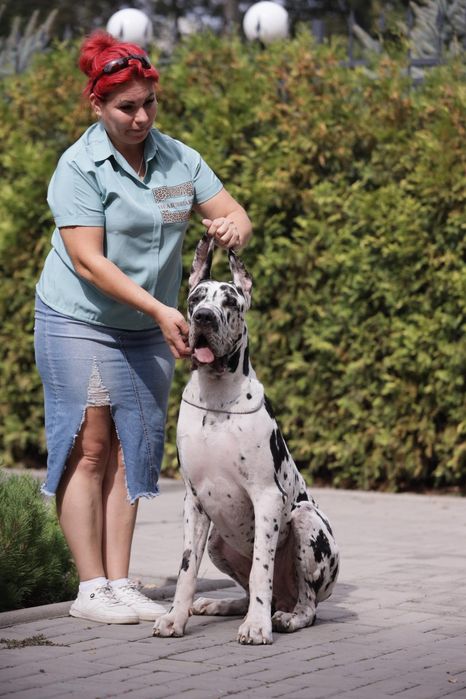 Щенки немецкого дога