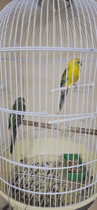 Певчий попугай атлас