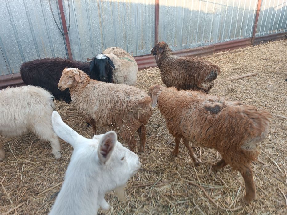 Продам баран, токты