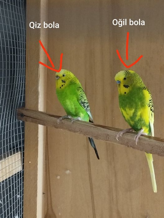 Valnistiy par sotiladi !