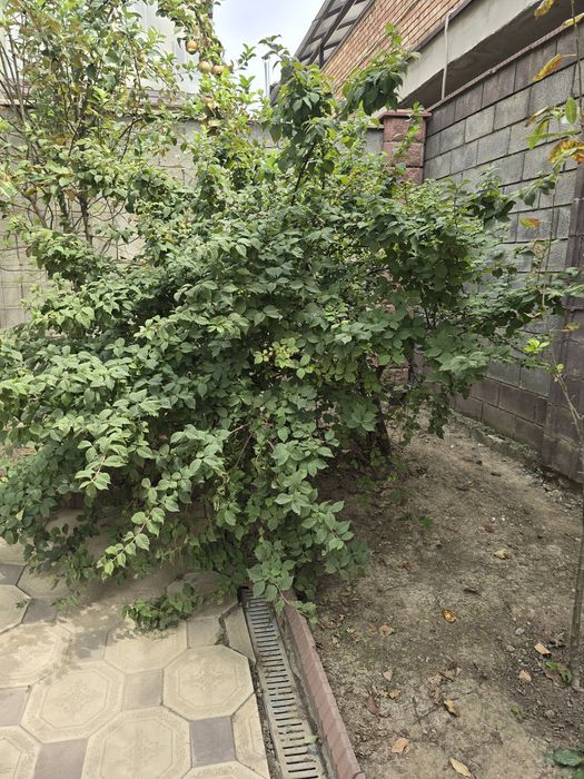 Продам китайскую вишню